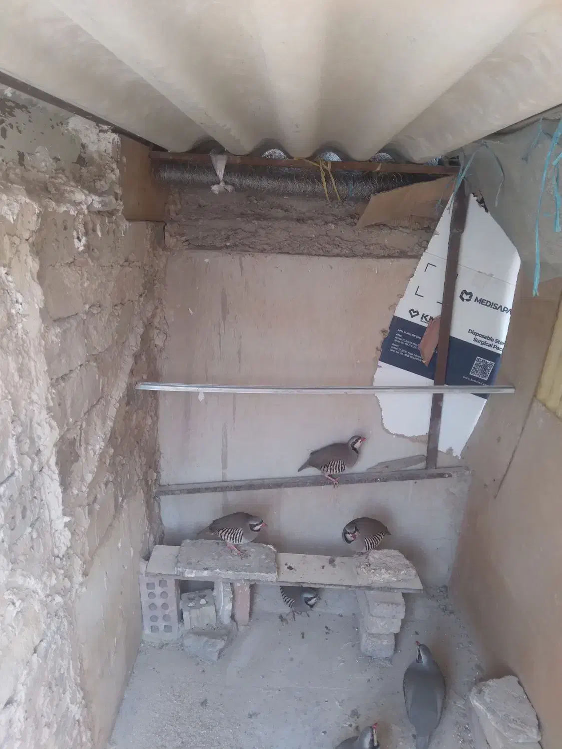 پرنده کوهی|پرنده|ری, شهید بهشتی|دیوار