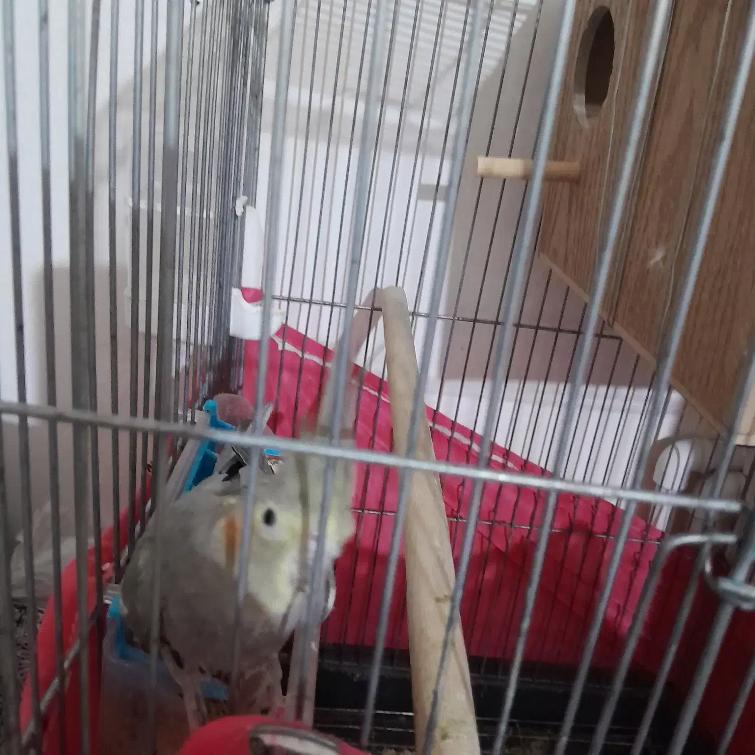 عروس هلندی ماده|پرنده|تاکستان, |دیوار