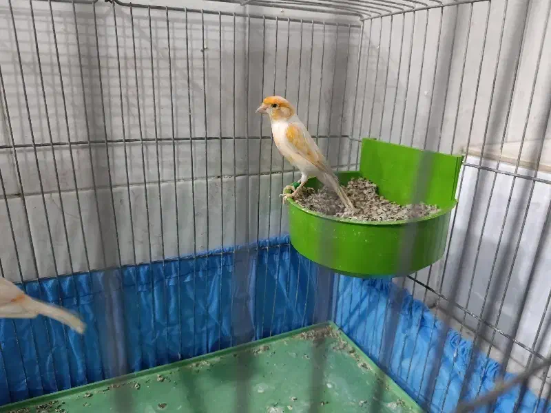 قناری موزایکی|پرنده|مبارکه, |دیوار