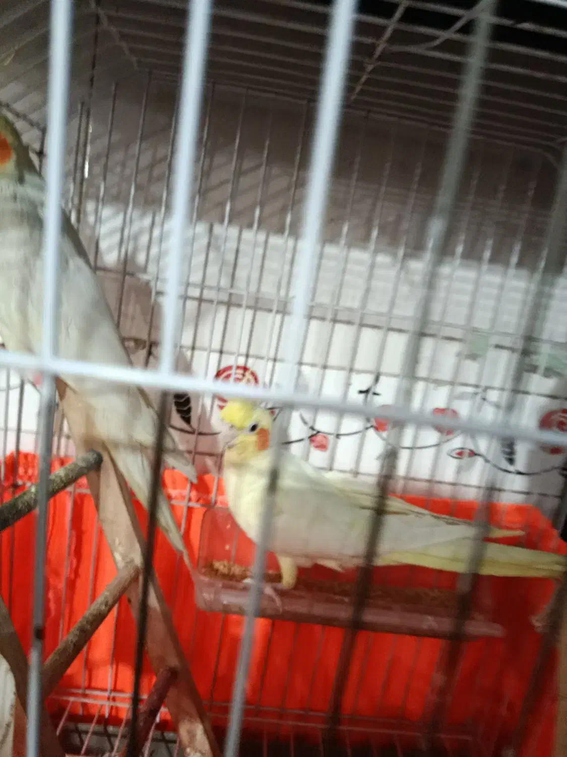 پرندگان|پرنده|کیاشهر, |دیوار