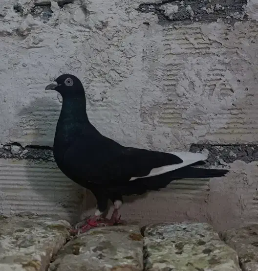 کفتر کبوتر|پرنده|مشهد, شهید معقول|دیوار