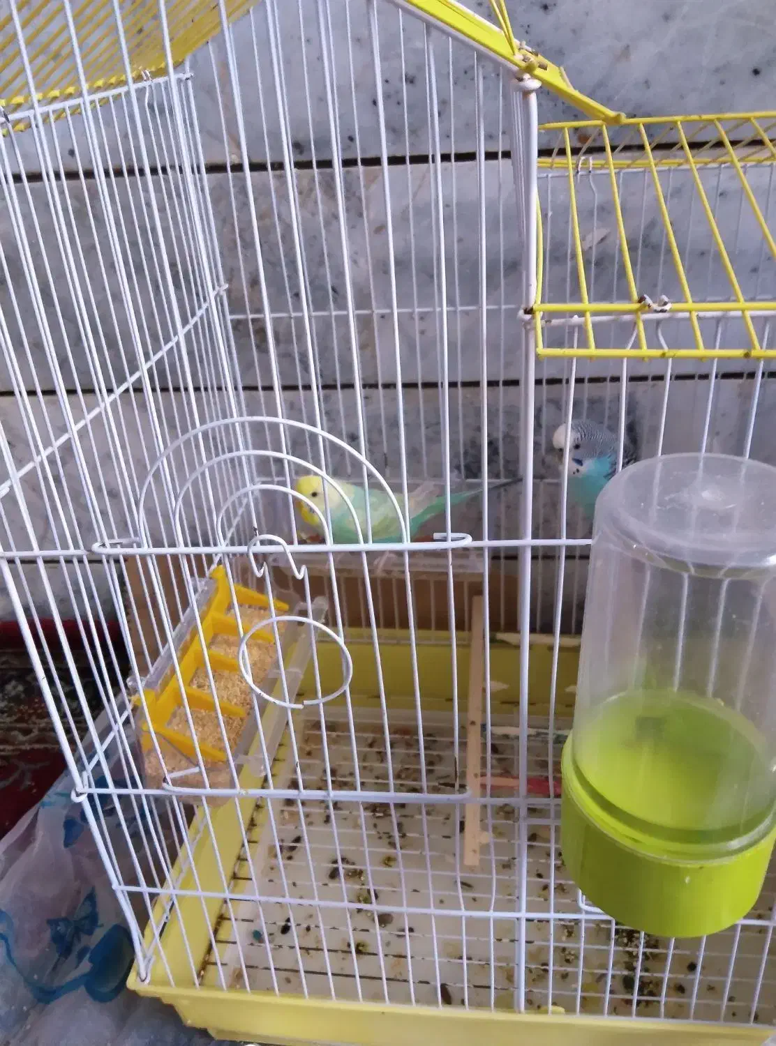 مرغ عشق|پرنده|بیرجند, |دیوار