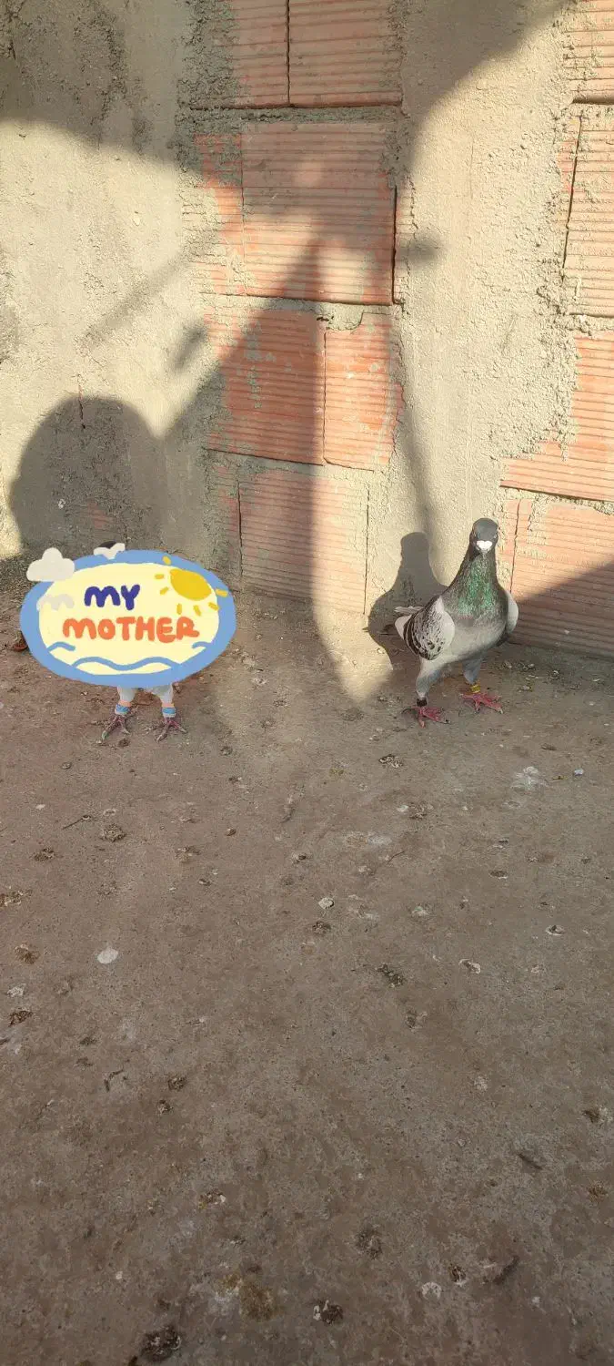 کفتر|پرنده|نگین شهر, |دیوار