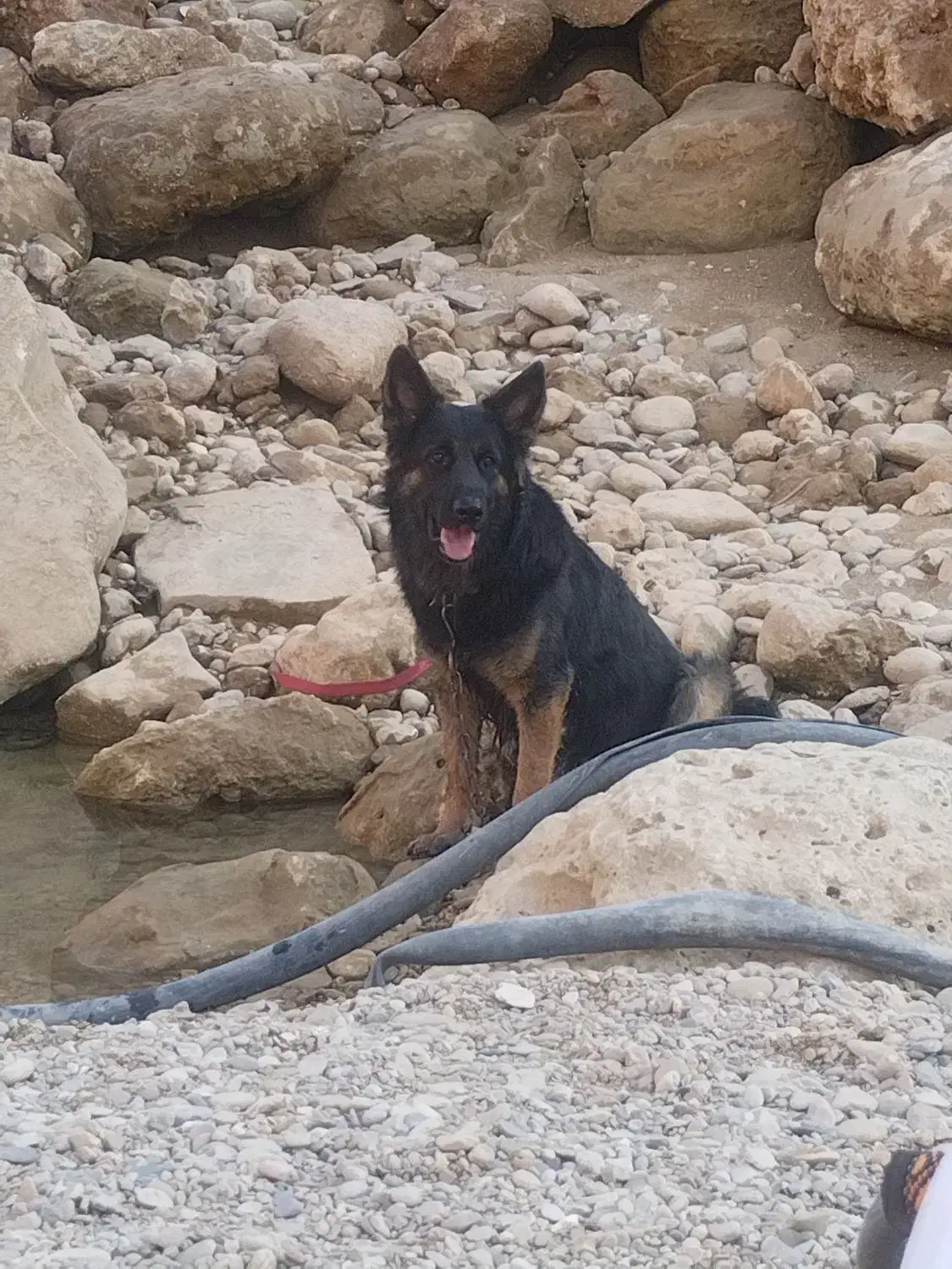 سگ ژرمن واگزاری نقدی|سگ|مسجد سلیمان, |دیوار