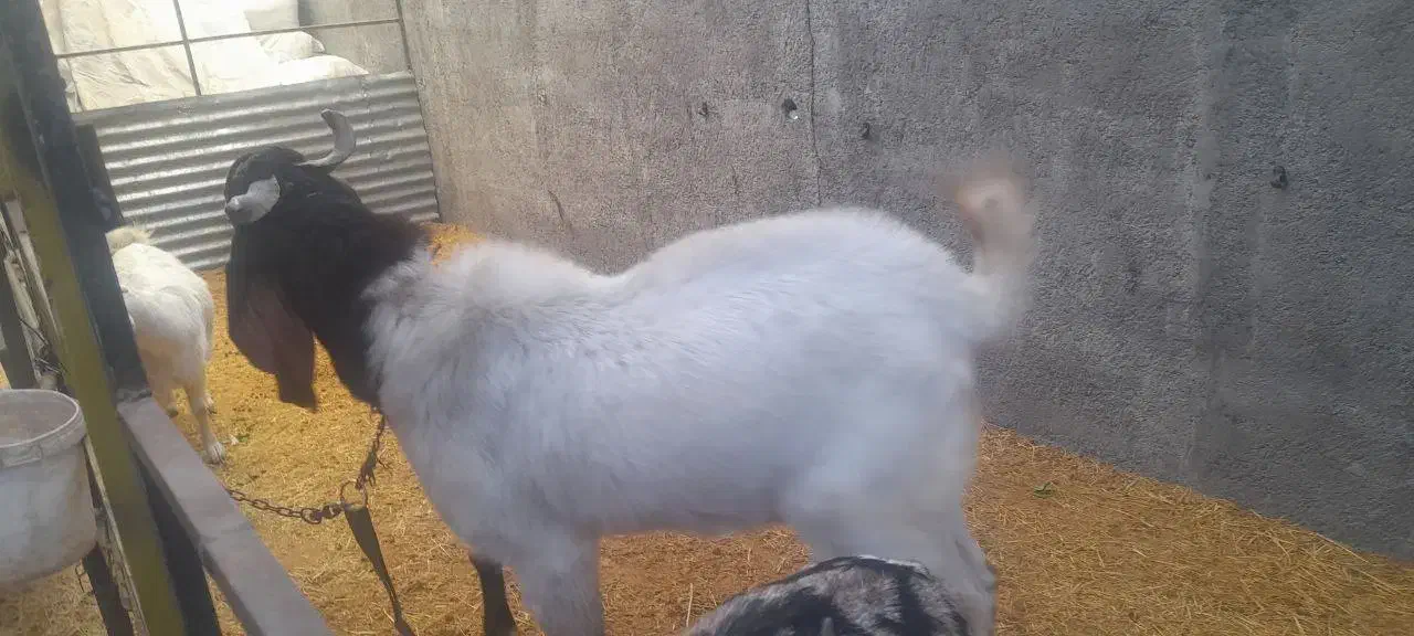 بز پاکستانی ۴ ۵ قلوزا نر و ماده|حیوانات مزرعه|ری, دیلمان|دیوار