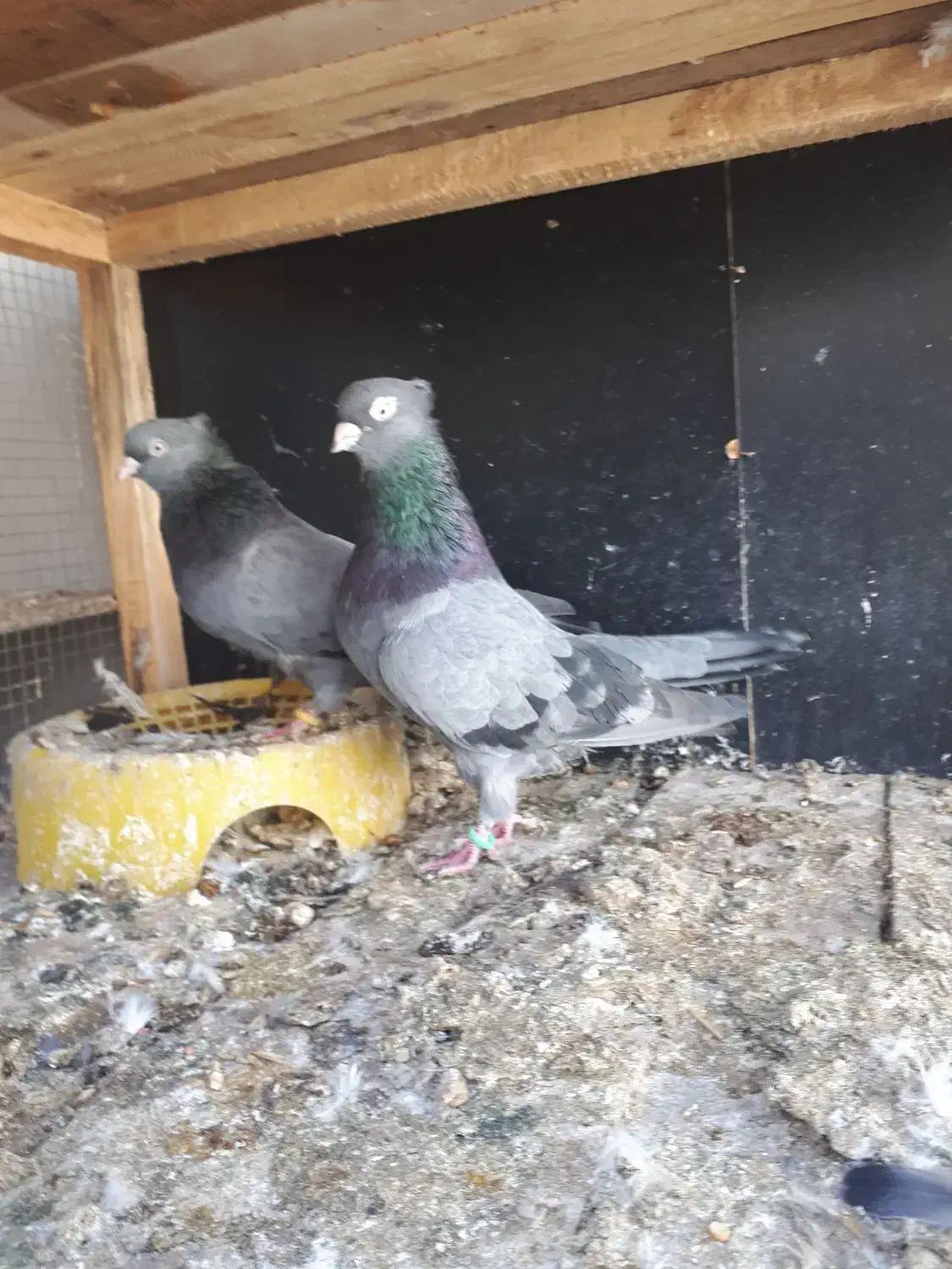 جفت سبزآبادانی|پرنده|بندر ماهشهر, |دیوار