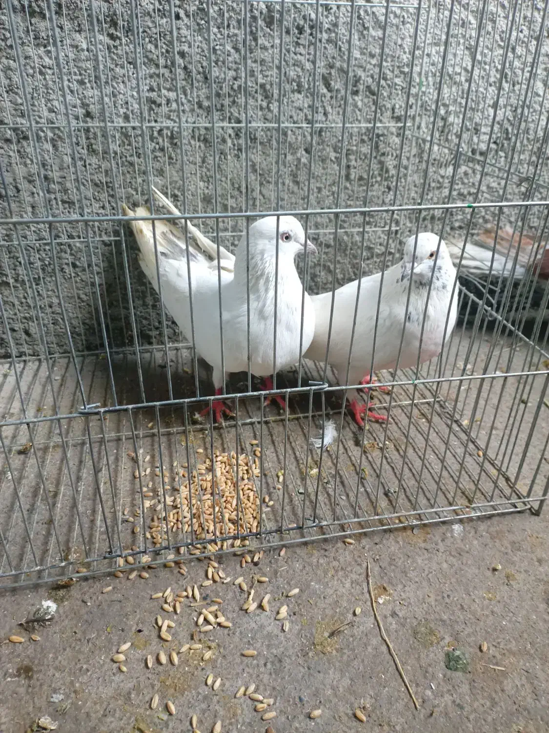 کبوتر پرش سنگین|پرنده|پیرانشهر, |دیوار