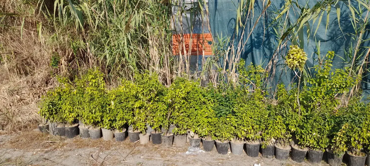 شمشاد طلایی و ابلق..سبز|گل و گیاه طبیعی|خرم‌آباد (تنکابن), |دیوار