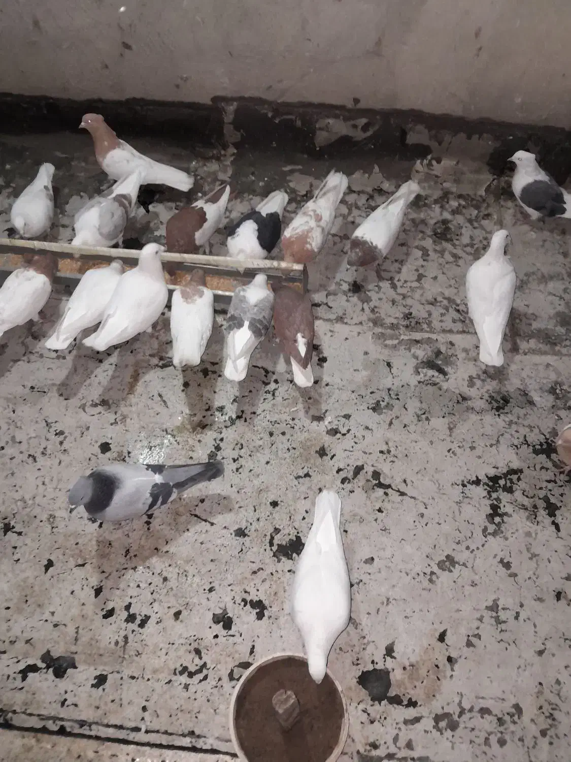 ماده کاکلی|پرنده|بروجرد, |دیوار