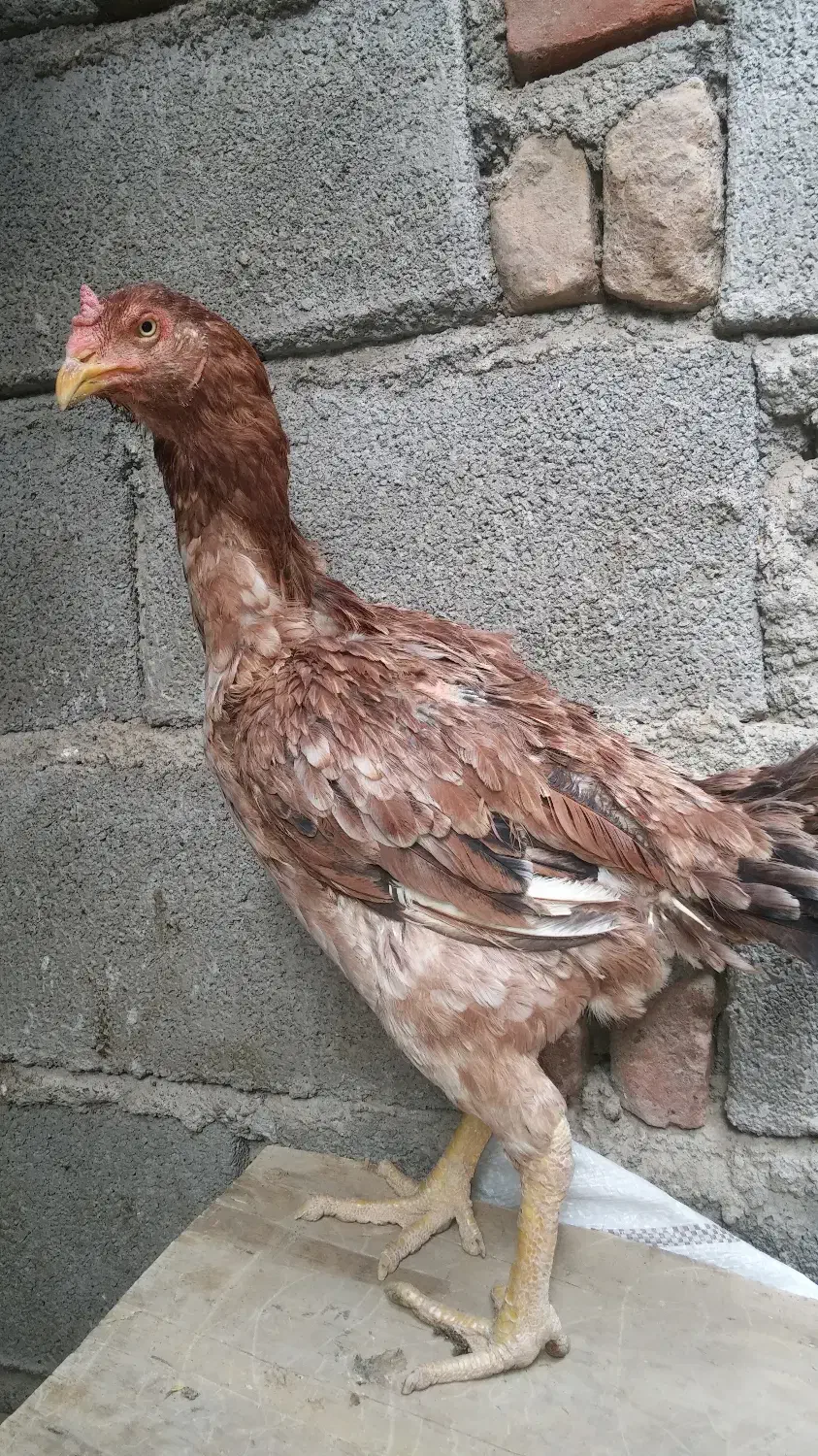 مرغ و خروس لاری|حیوانات مزرعه|جم, |دیوار