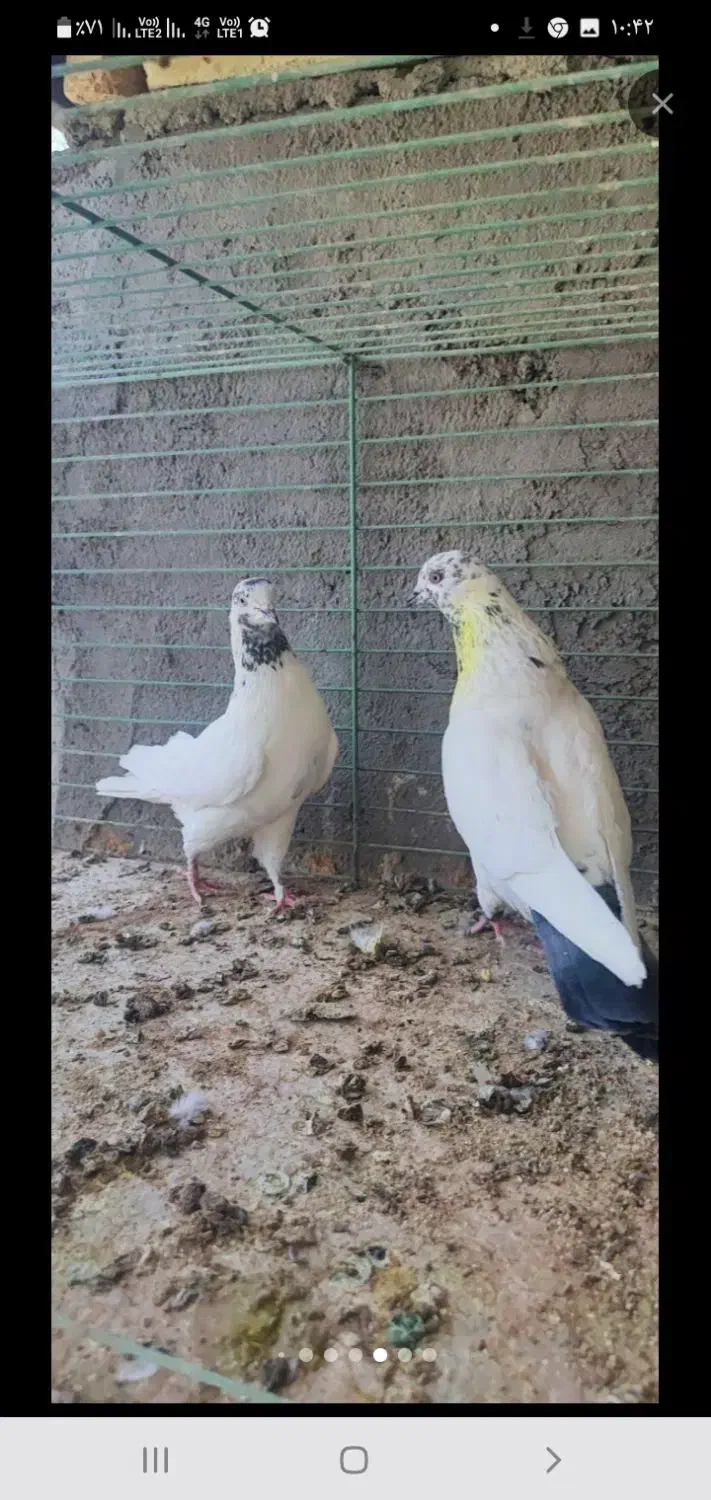 حراج کفتریک(پاکستانی وسروک..)باارسال|حراج|یزد, |دیوار