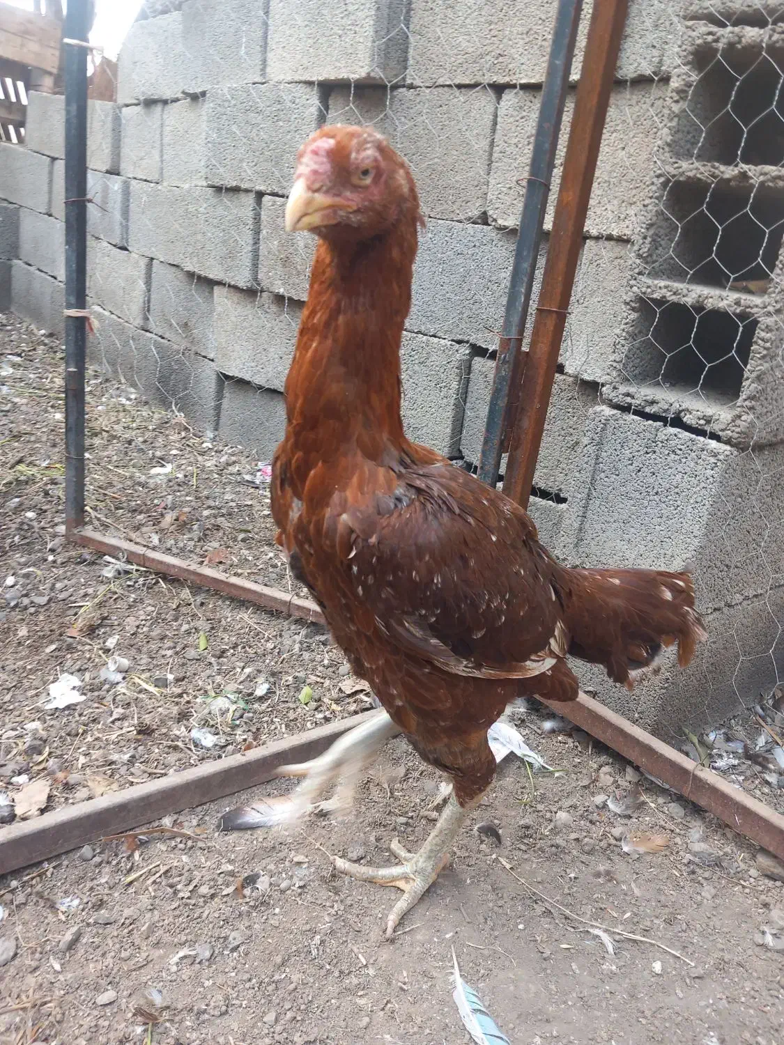 مرغ لاری|حیوانات مزرعه|مزرعه کتول, |دیوار