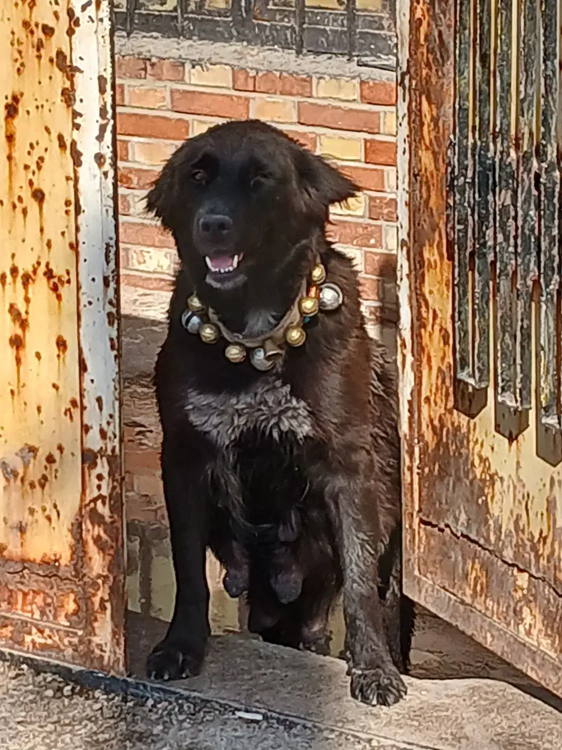 سگ قدرجونی|سگ|مسجد سلیمان, |دیوار