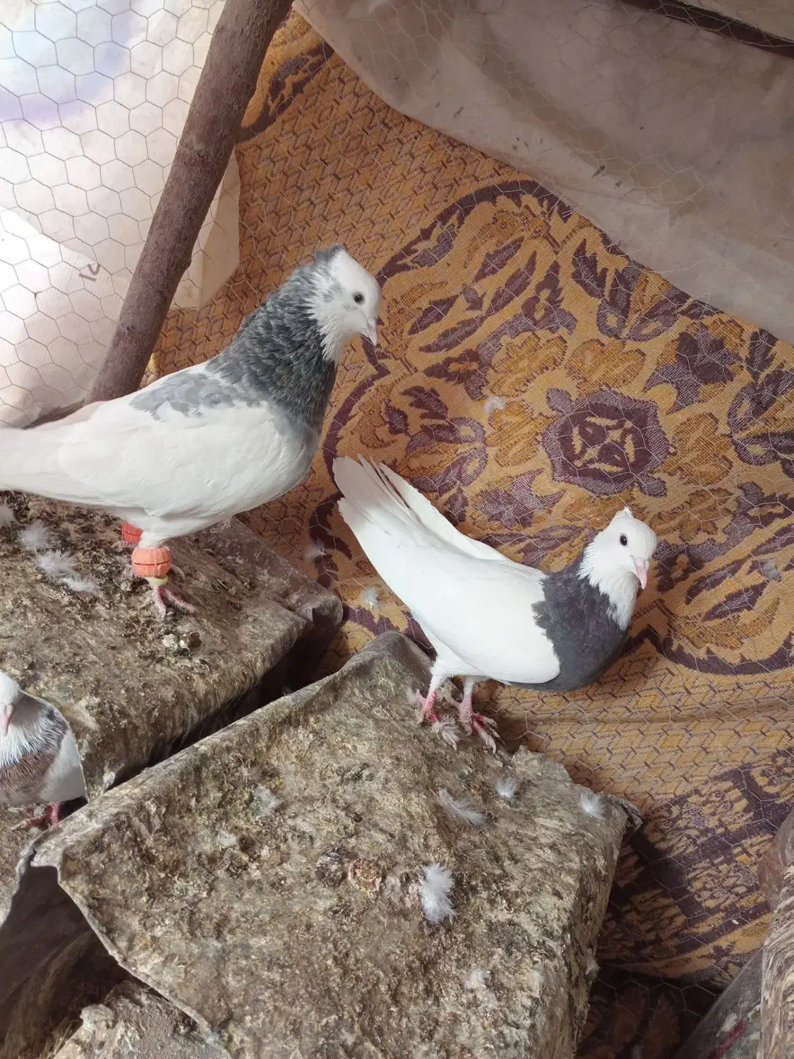 کیف|کیف، کفش، کمربند|فردوس (خراسان), |دیوار