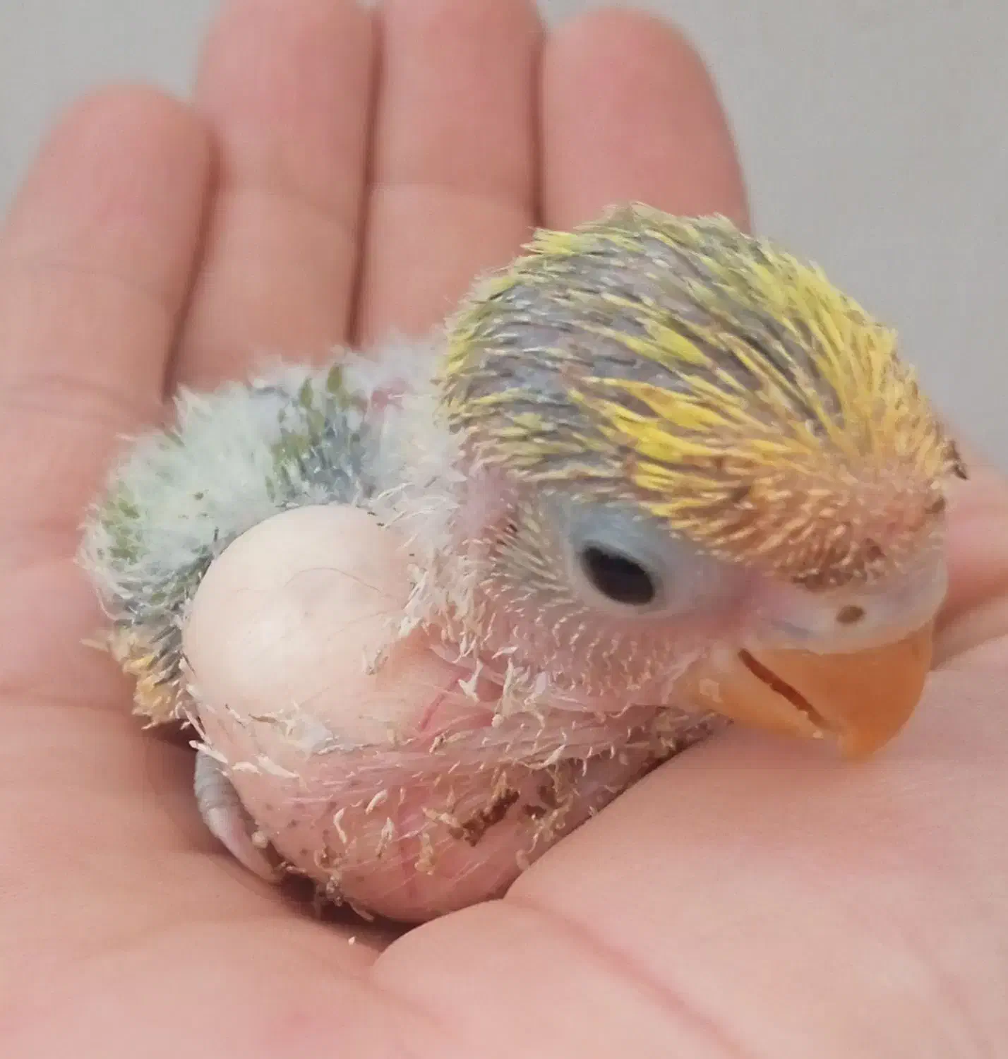 کبوترنر پرشی ،عروس هلندی،کوتوله|پرنده|کاشان, باغ ماجد|دیوار