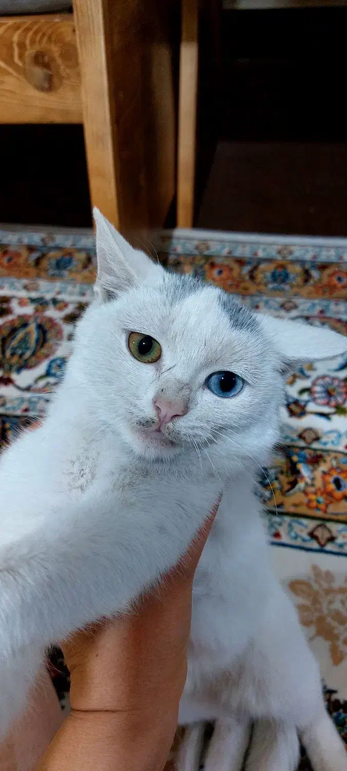 گربه آنگورا ترکیبی چشم رنگی|گربه|شیراز, تندگویان|دیوار