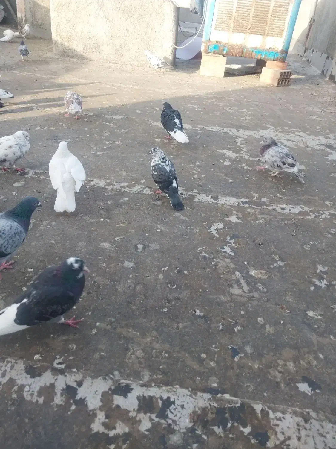 حیوون کبوتر گم شده|پرنده|قرچک, زیبا شهر|دیوار