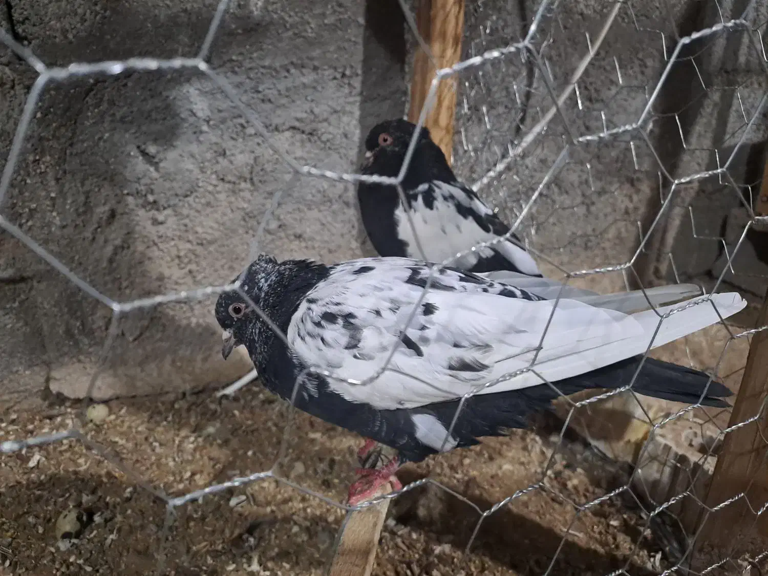 کبوتر|پرنده|آبپخش, |دیوار