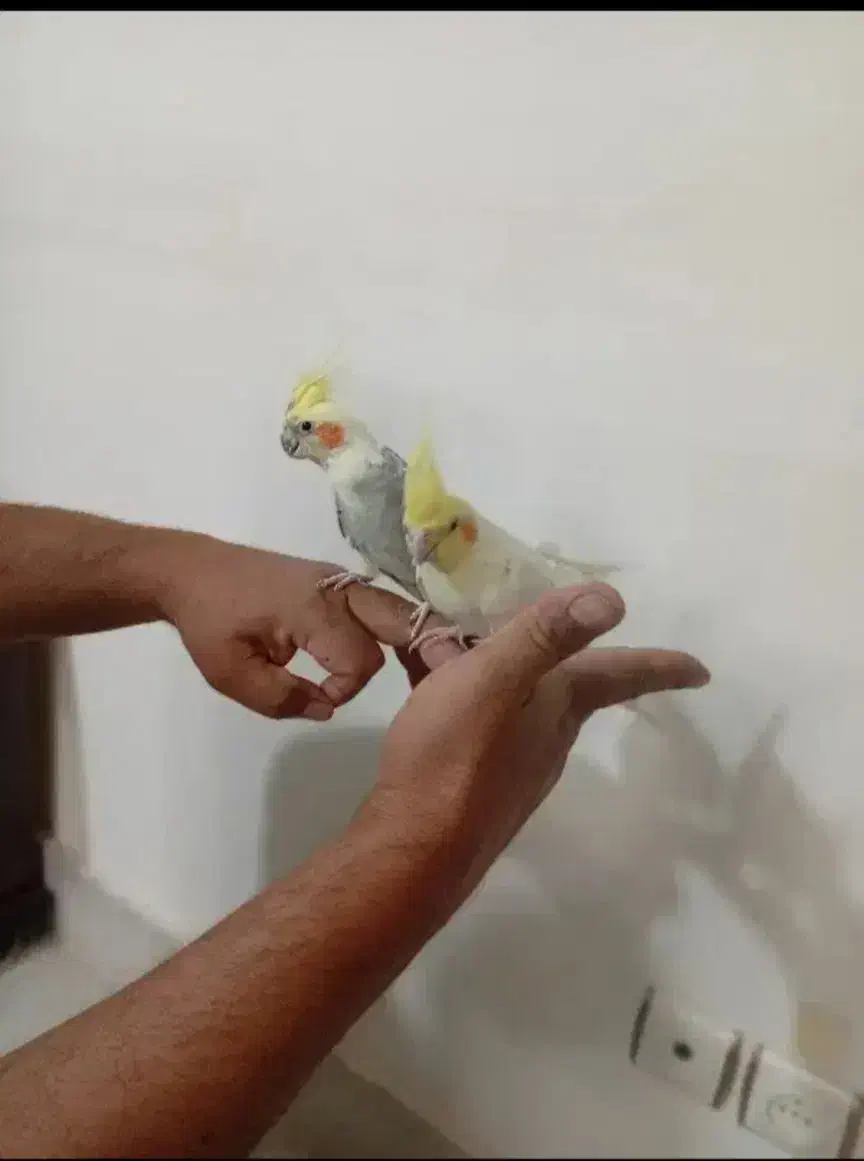 عروس هلندی|پرنده|بیرجند, |دیوار