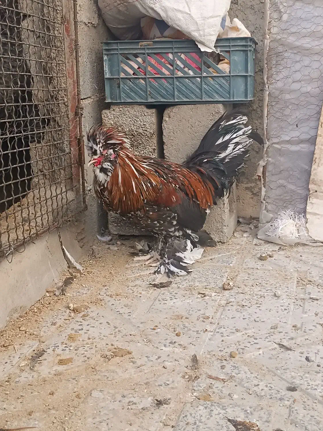 خروس سلطان اصیل دستگاه جوجه کشی|حیوانات مزرعه|کرمانشاه, |دیوار