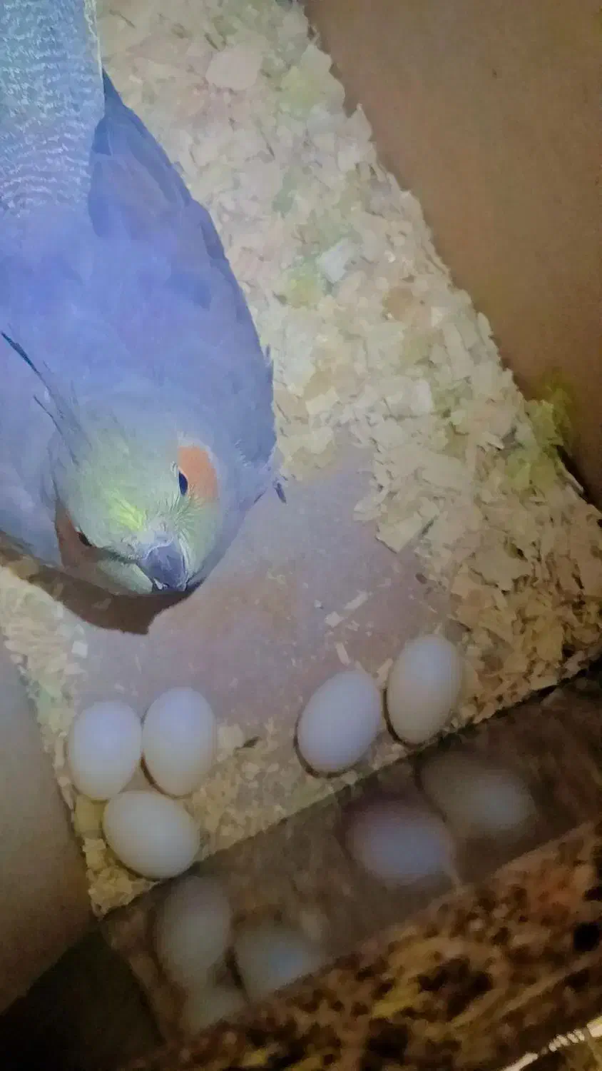 عروس هلندی|پرنده|رشت, پستک|دیوار