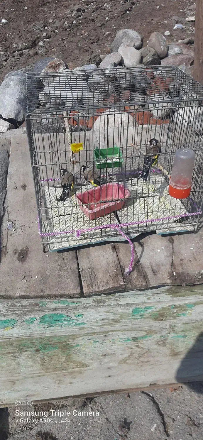 سهره|پرنده|مراغه, |دیوار