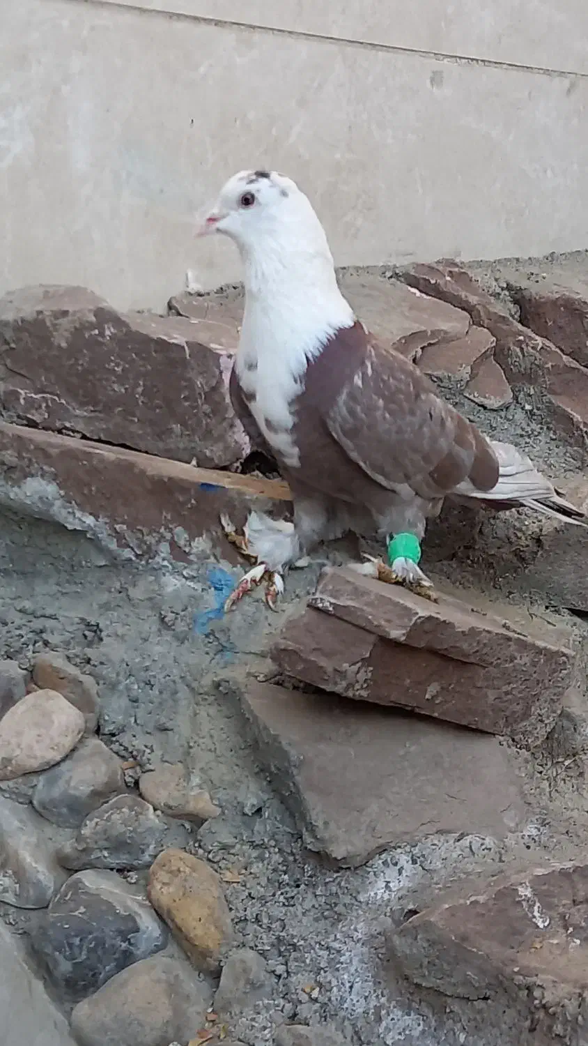 کلاغ کربلایی پرشی سفید آلمانی|پرنده|قوچان, |دیوار