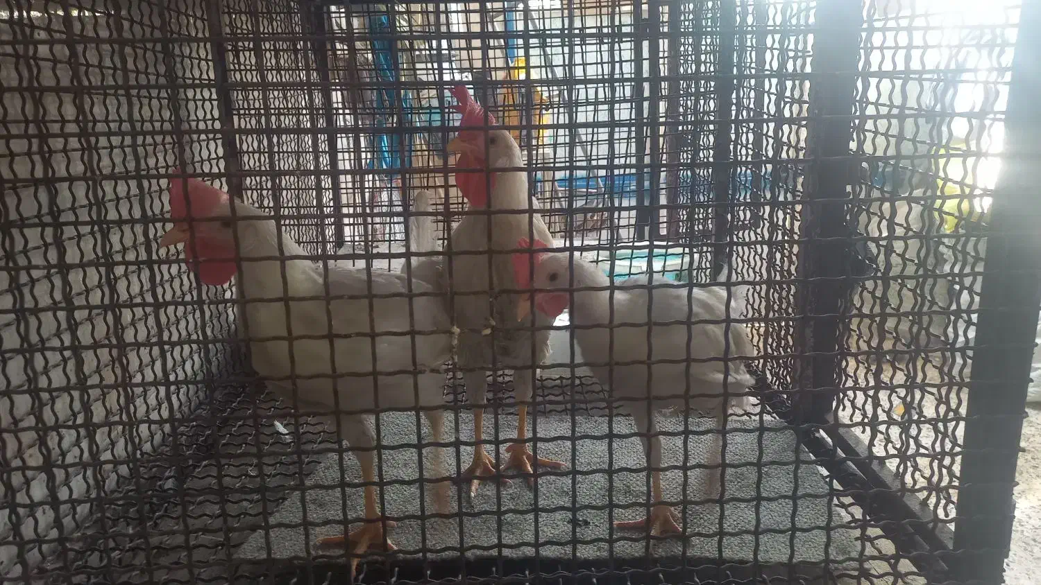 خروش|حیوانات مزرعه|پاکدشت, پاکدشت (مامازند)|دیوار