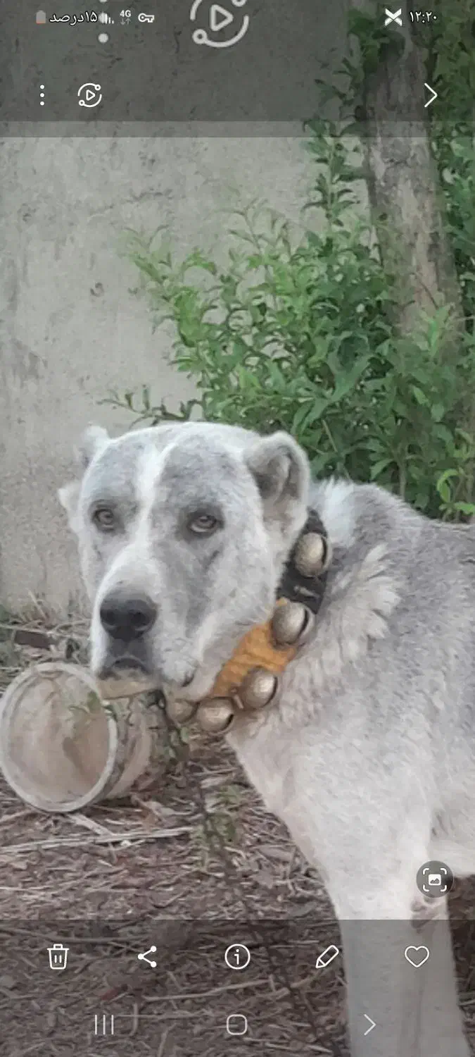 فروش حیون بدون نقص|سگ|گلستان (تهران), |دیوار