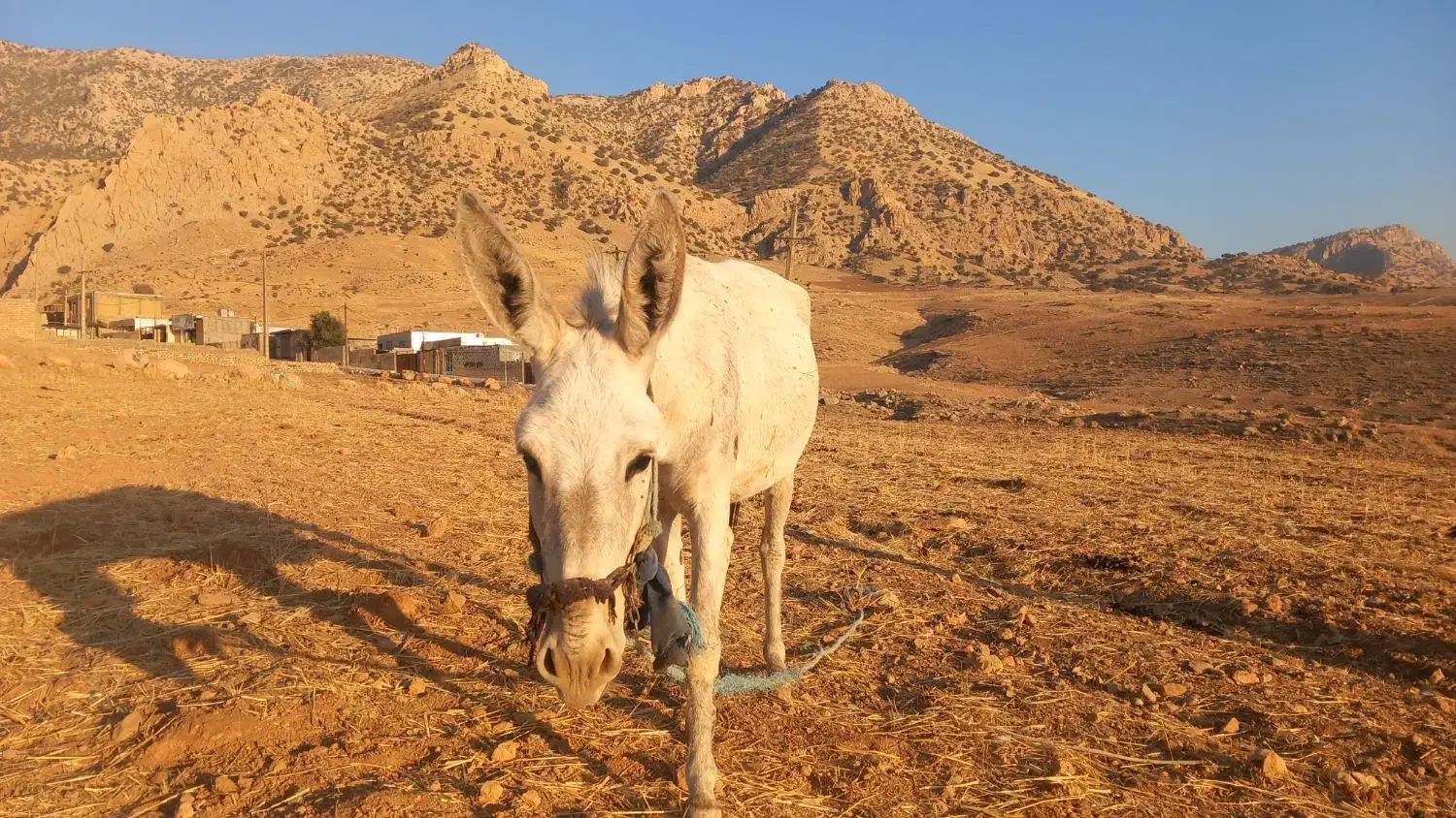 خر ماده جوان با کره خر ۶ ماهه|حیوانات مزرعه|دالاهو, |دیوار
