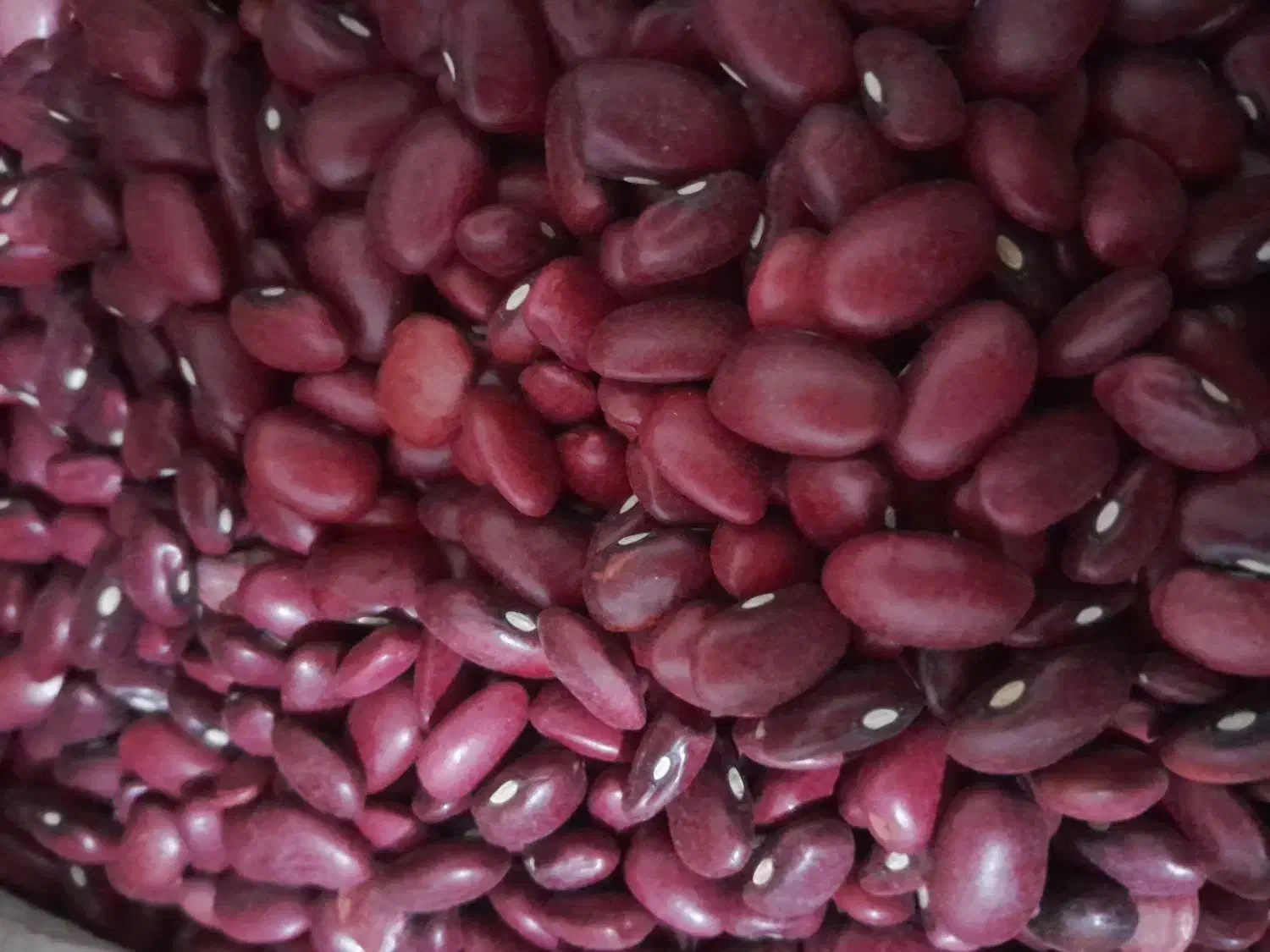 لوبیا چیتی و لوبیا قرمز درجه یک پزا|حراج|شاهرود, |دیوار