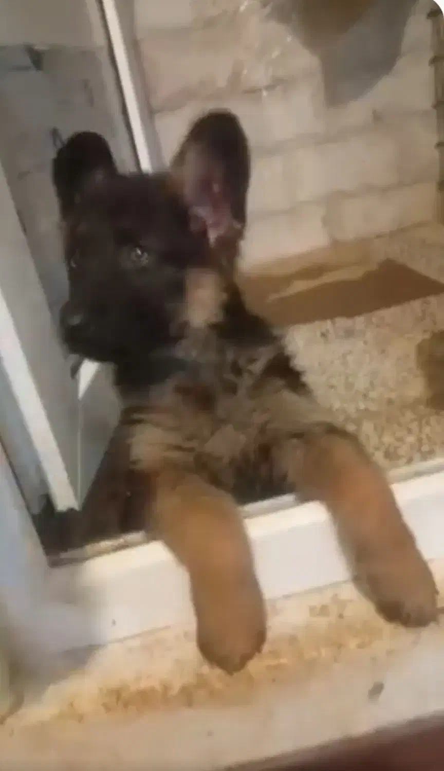 توله سگ ژرمن شپرد اصل|سگ|مشهد, چهارچشمه|دیوار