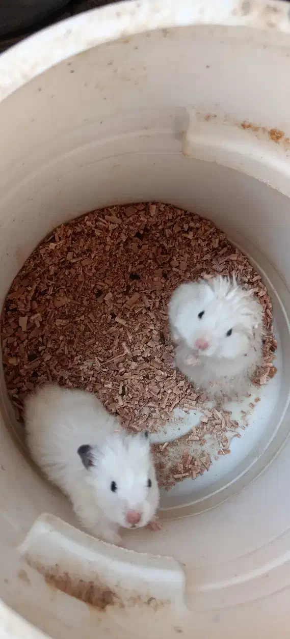 سه عدد همستر بالغ دو عدد ماده یک عدد نر|موش و خرگوش|مشهد, چهارچشمه|دیوار