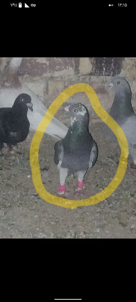 خال طوقی مینا|پرنده|تربتحیدریه, پائین ولایت|دیوار