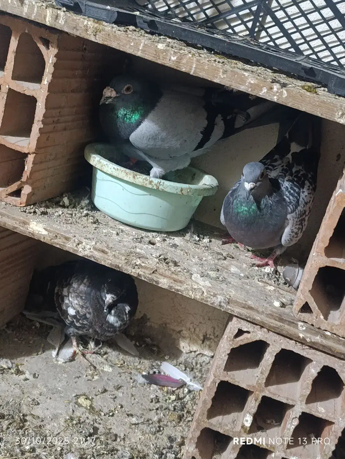 سه تا آلمانی مسافرتی قیمت دونی 150|پرنده|آق قلا, |دیوار