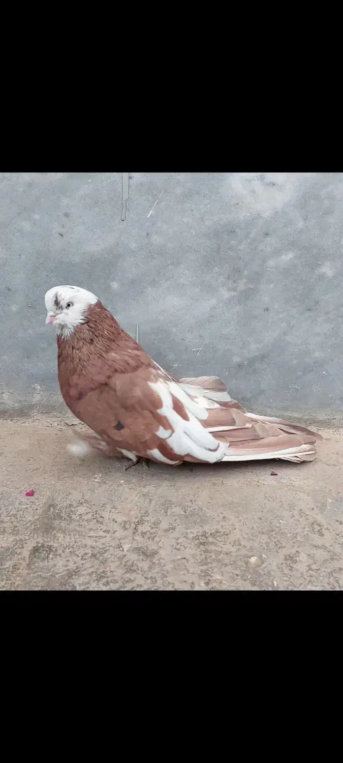 سرور ماده|پرنده|ابهر, |دیوار