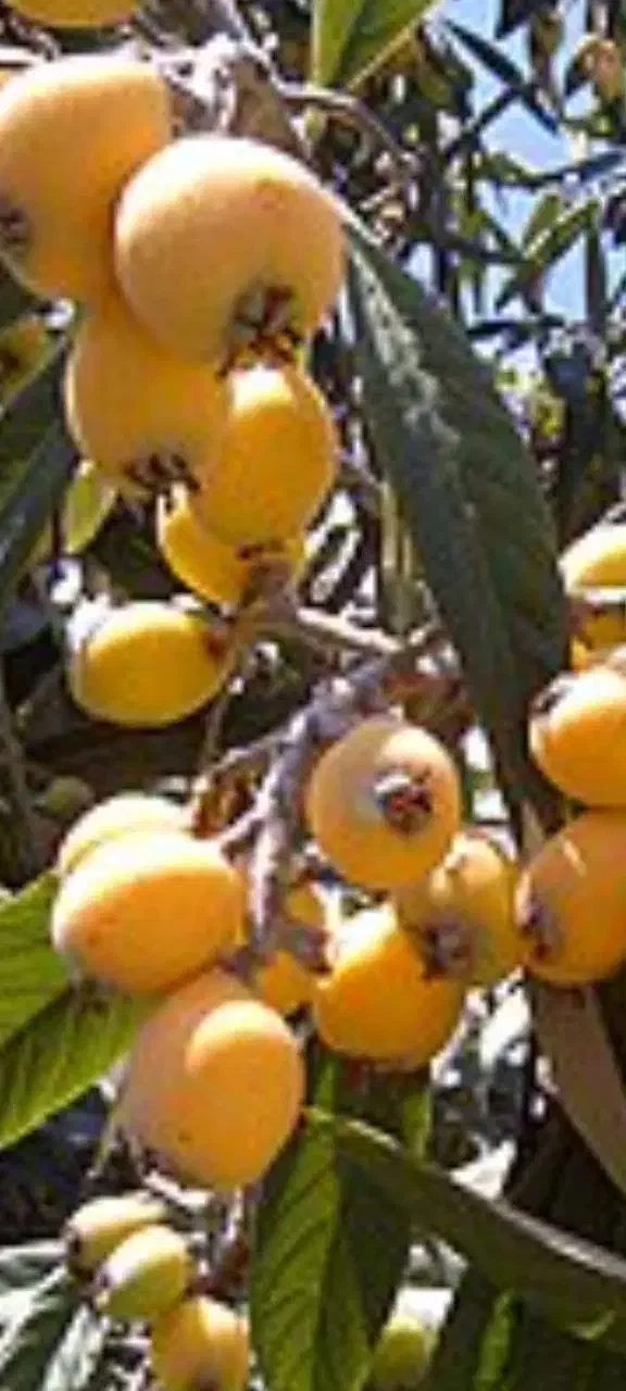 فروش درخت پالم واشنگتن و درخت ازگیل ژاپنی|گل و گیاه طبیعی|رویان, |دیوار