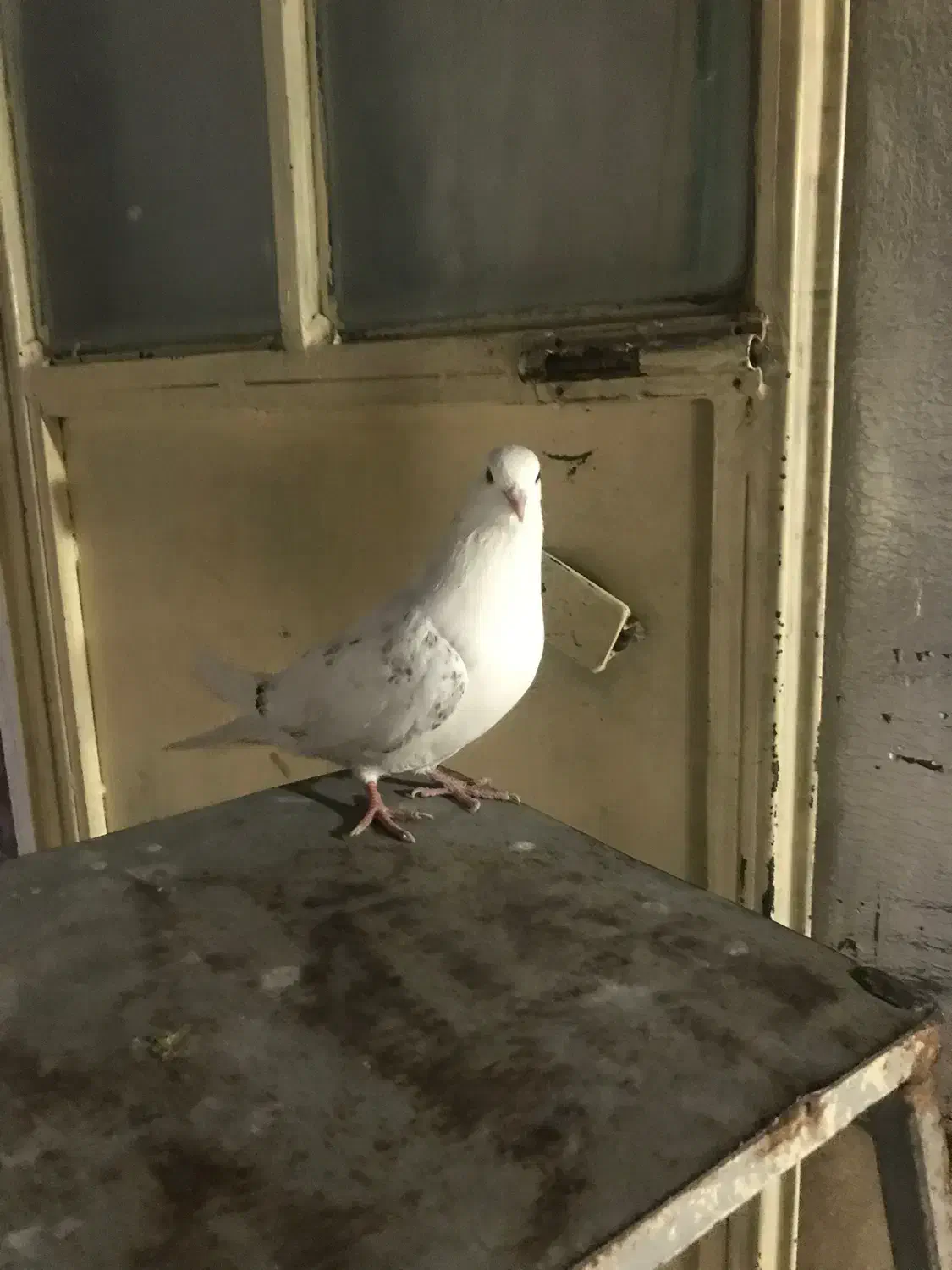 کفتر|پرنده|مشکین‌دشت, |دیوار