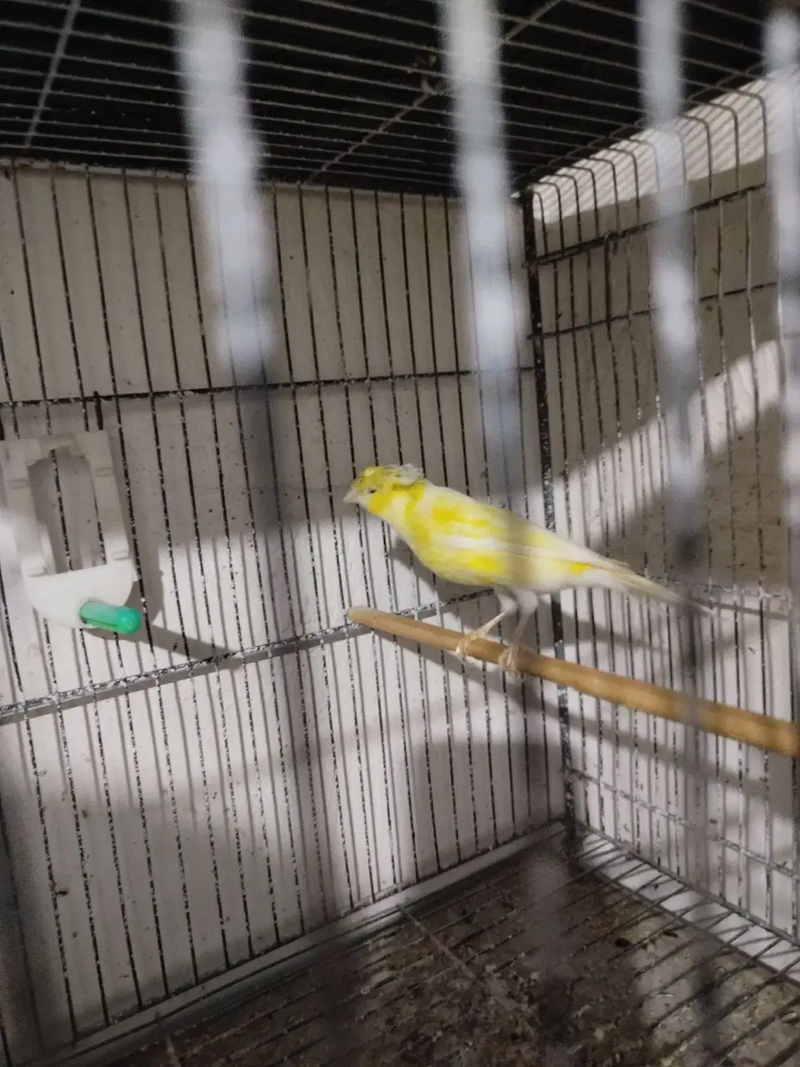 قناری سوپری کاکلی نر مست بخون|پرنده|بجنورد, |دیوار