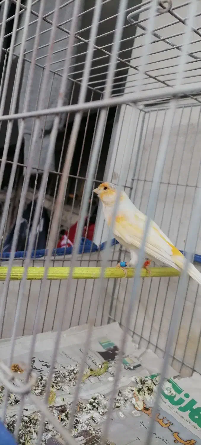 قناری نر قرص شلاقی بخون|پرنده|تهران, زهتابی|دیوار