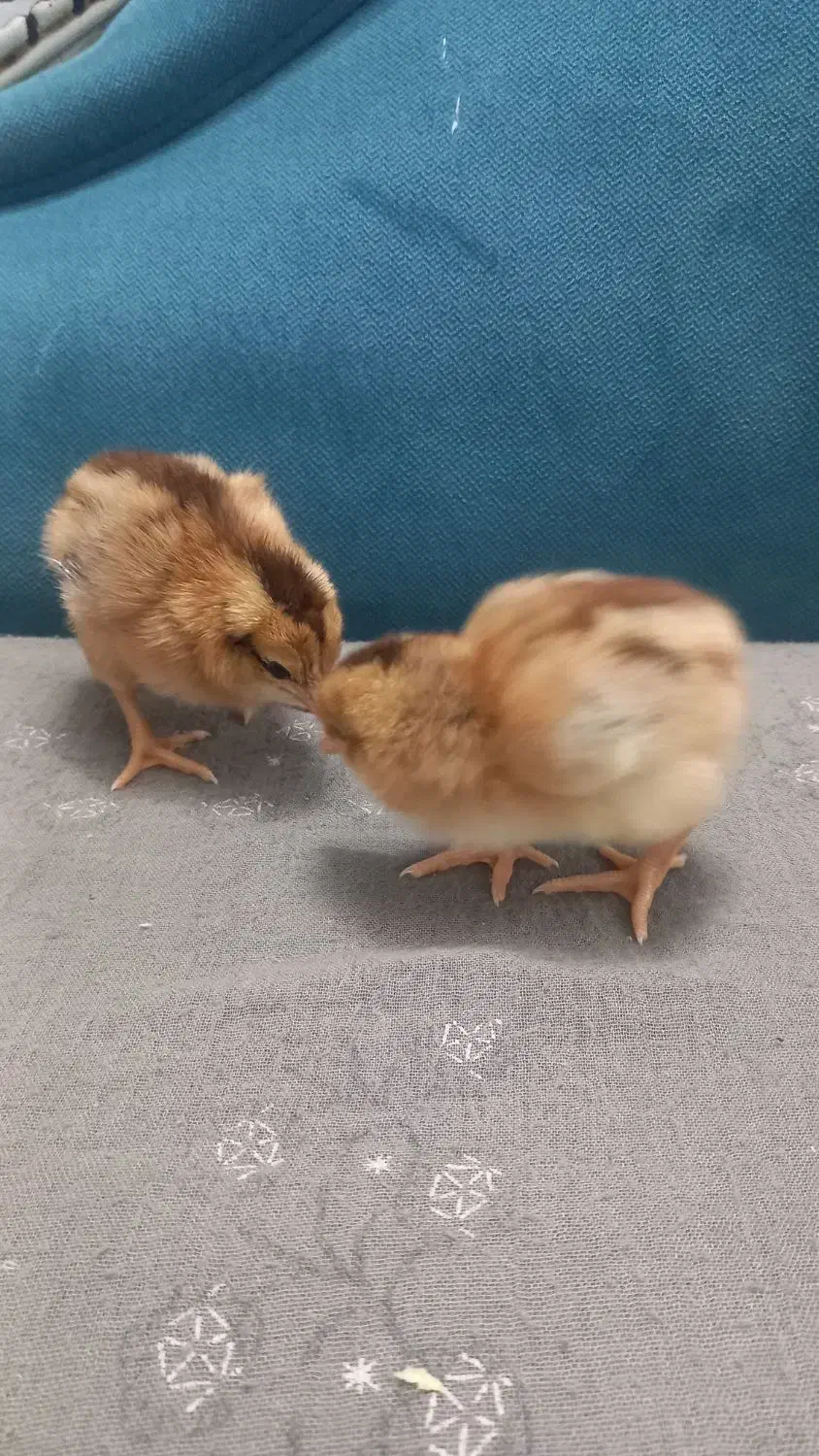 مرغ و خروس جوجه خرگوش لاری|حیوانات مزرعه|مشهد, انقلاب|دیوار