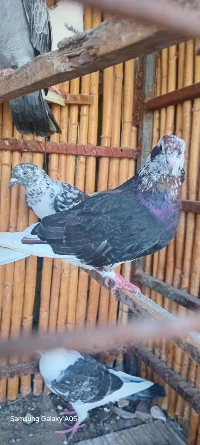 ماده افشان رنگی|پرنده|بندر ترکمن, |دیوار