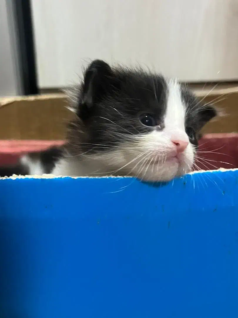 واگذاری گربه|گربه|بندر ماهشهر, |دیوار