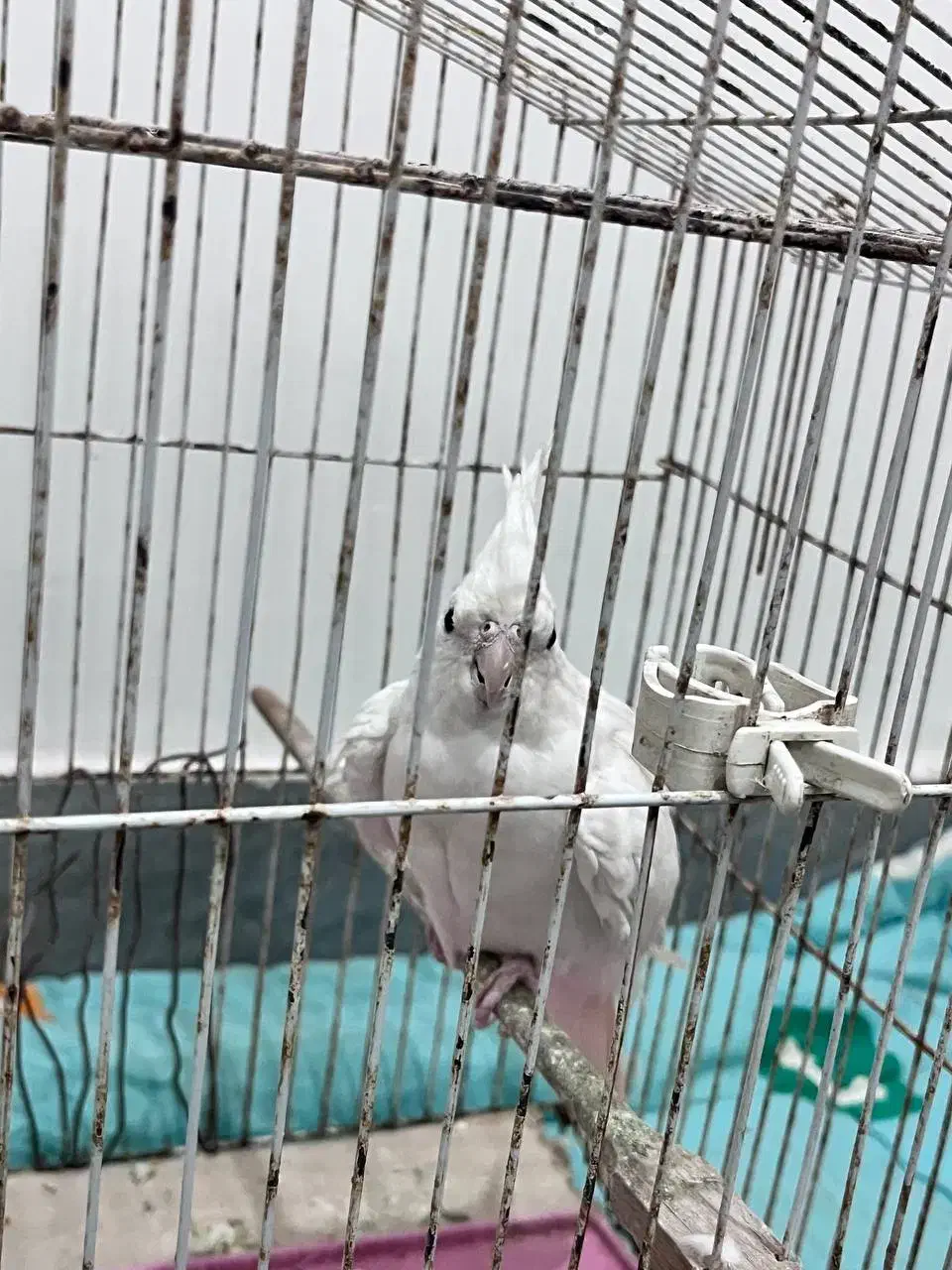 طوطی‌آلبینو|پرنده|تولم شهر, |دیوار