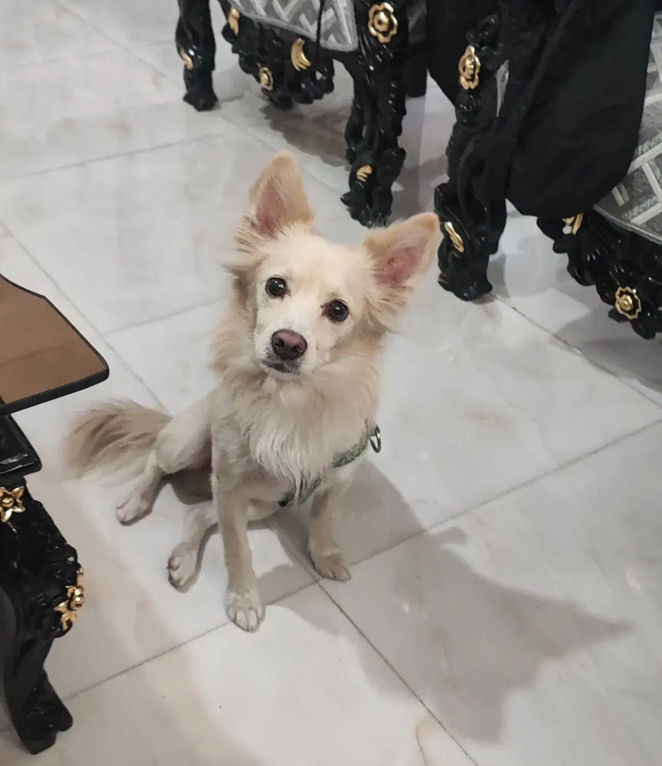 سگ اشپیتز|سگ|کهریزک, |دیوار