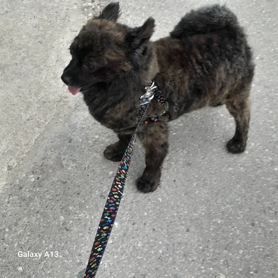 سگ پامرانین|سگ|گنبد کاووس, |دیوار