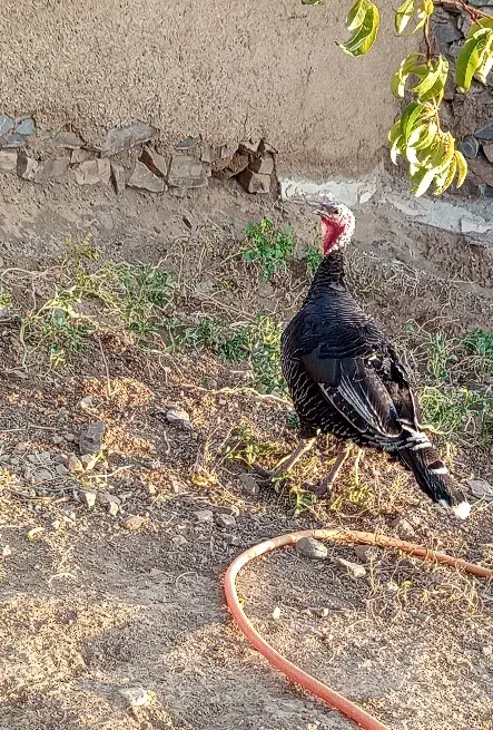 بوقلمون ماده محلی و جوجه۵ماهه|حیوانات مزرعه|سارال, |دیوار