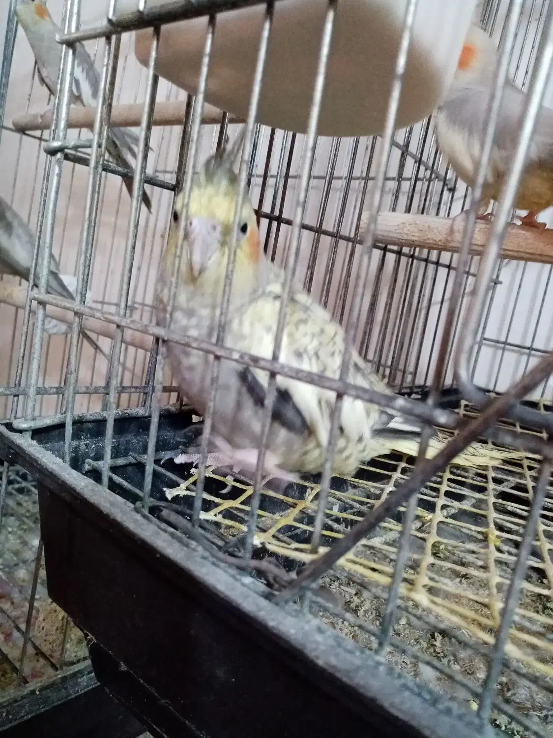 عروس هلندی های ماده (بازدید شهر جویبار )|پرنده|ساری, |دیوار