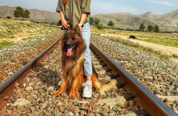 ژرمن بالغ موولد|سگ|زرقان, |دیوار