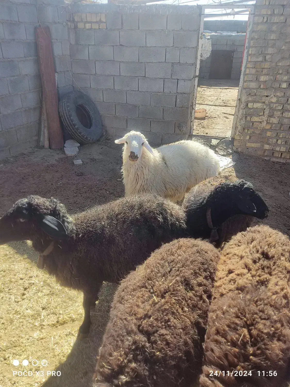 بره نر و ماده فروشی|حیوانات مزرعه|قم, باغ اشرافی|دیوار